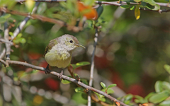 Aethopyga gouldiae