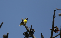 Mycerobas melanozanthos