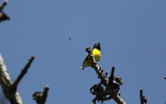 Mycerobas melanozanthos