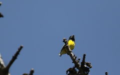 Mycerobas melanozanthos