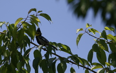 Machlolophus spilonotus