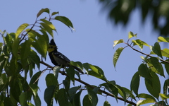 Machlolophus spilonotus