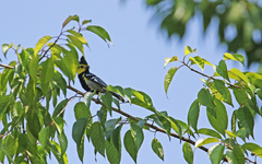 Machlolophus spilonotus