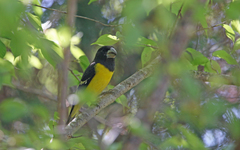 Mycerobas melanozanthos