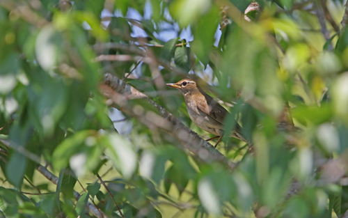 Grey-sided Thrush (Turdus feae), photo 9