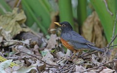 Turdus dissimilis