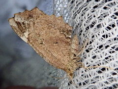 Seleniopsis evanescens