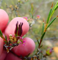 Diosma fallax