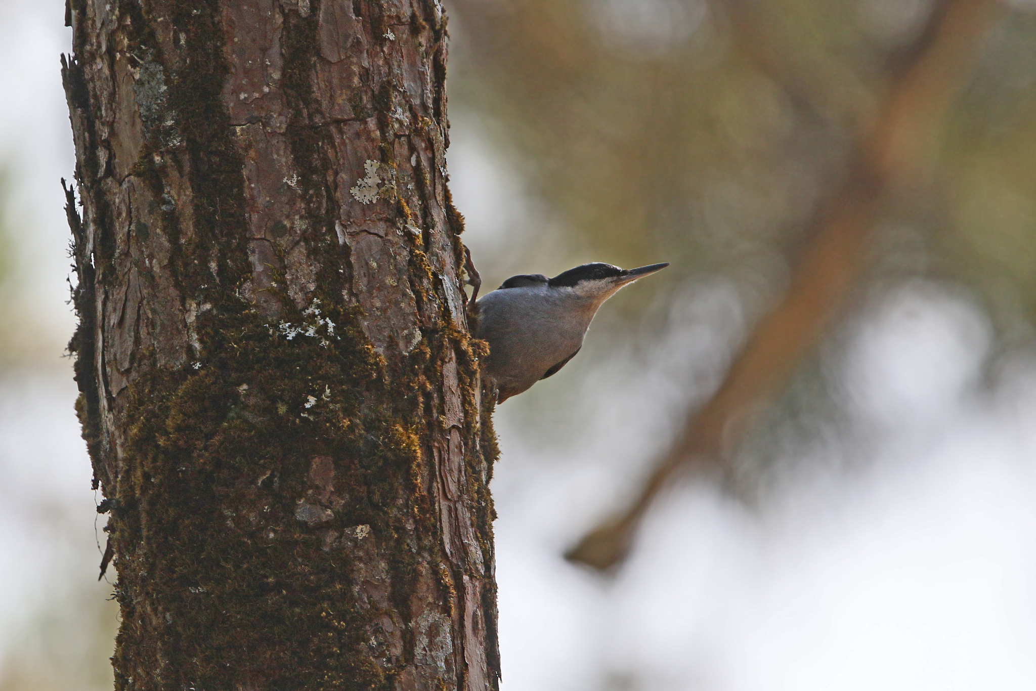 Giant Nuthatch
