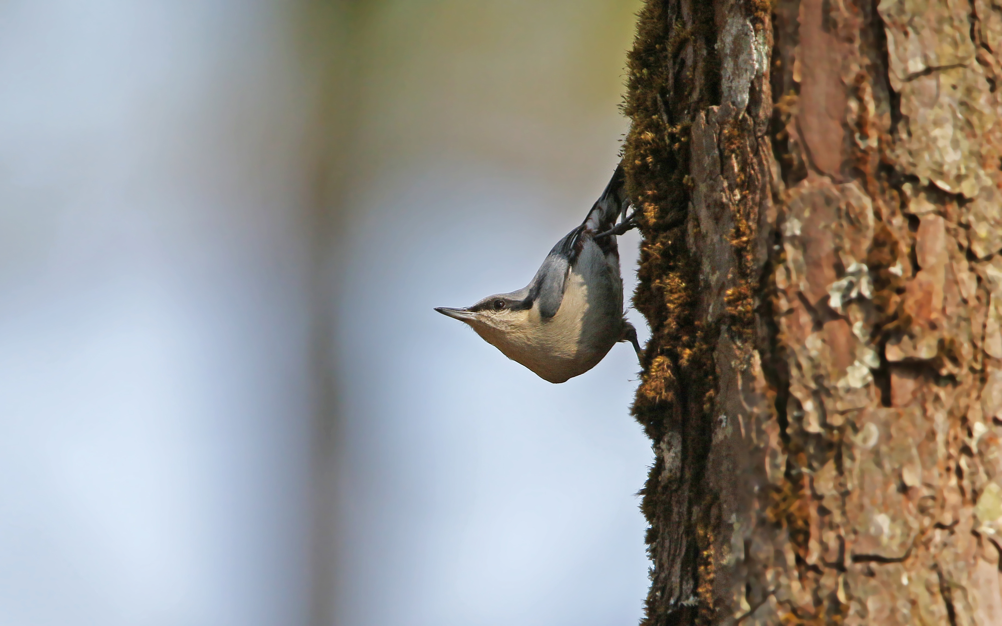 Chestnut-vented Nuthatch illustration