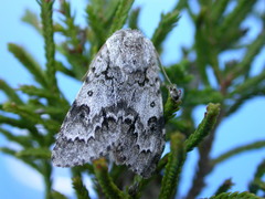 Acronicta menyanthidis