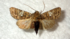 Hadena albimacula