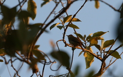 Iole propinqua