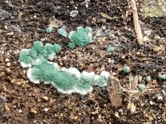 Hypocreaceae