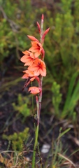Watsonia stenosiphon