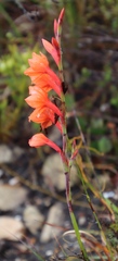 Watsonia stenosiphon