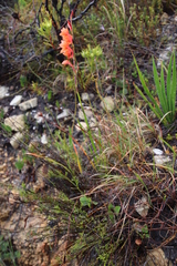 Watsonia stenosiphon