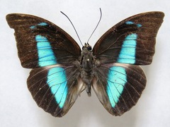 Archaeoprepona demophon centralis
