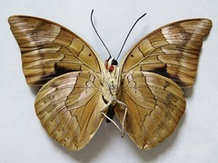 Archaeoprepona demophon centralis