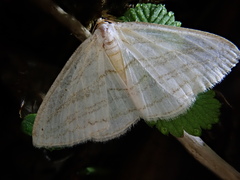 Orthocabera sericea