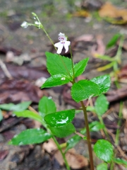 Impatiens goughii