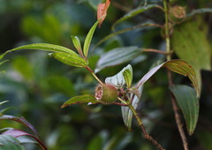 Melastoma sanguineum