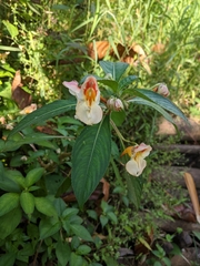Impatiens pulchra