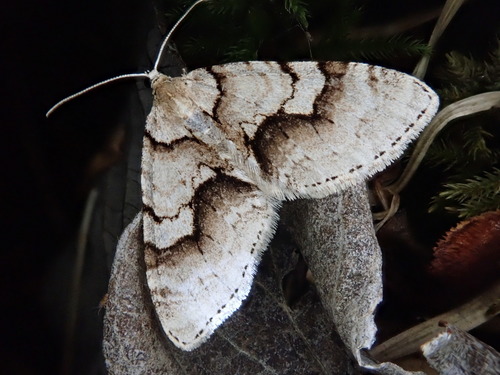 Paralobophora