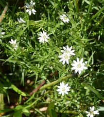 Stellaria angustifolia