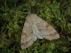 Orthosia aoyamensis