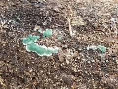 Hypocreaceae