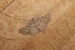 Parilexia nicetaria