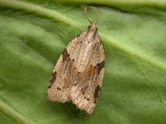 Clepsis spectrana