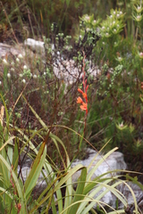 Watsonia stenosiphon