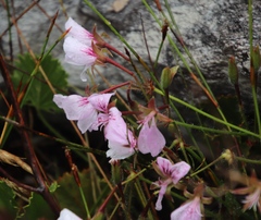 Pelargonium elegans
