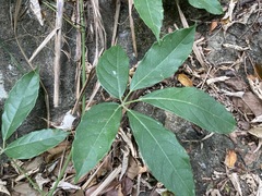 Tetrastigma planicaule