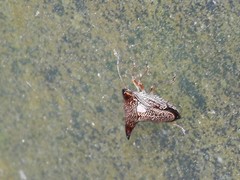 Alcimocoris coronatus