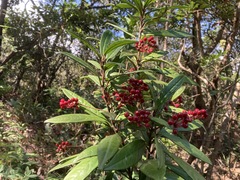 Ardisia lindleyana