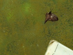 Alcimocoris coronatus