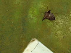 Alcimocoris coronatus