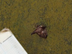 Alcimocoris coronatus