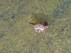 Alcimocoris coronatus