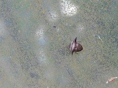 Alcimocoris coronatus