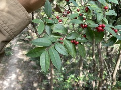 Ilex pubescens