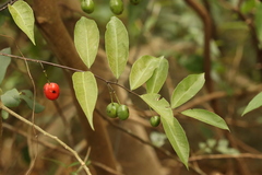Capparis acutifolia