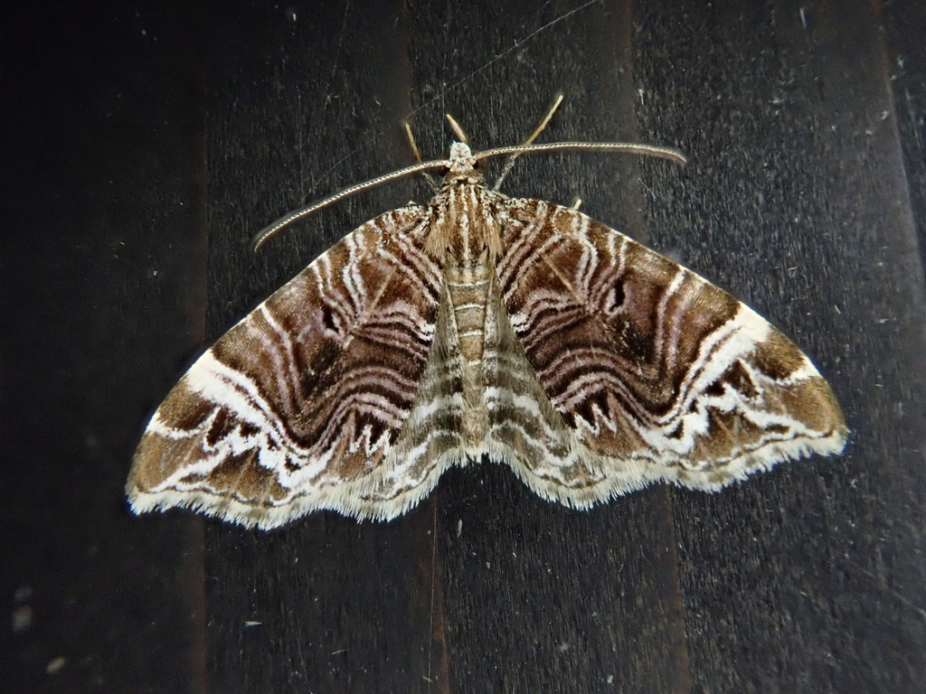 Lobogonodes multistriata