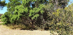 Acacia uncifolia