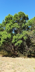 Acacia uncifolia