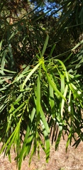 Acacia uncifolia