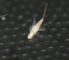 Rytidosperma maculatum